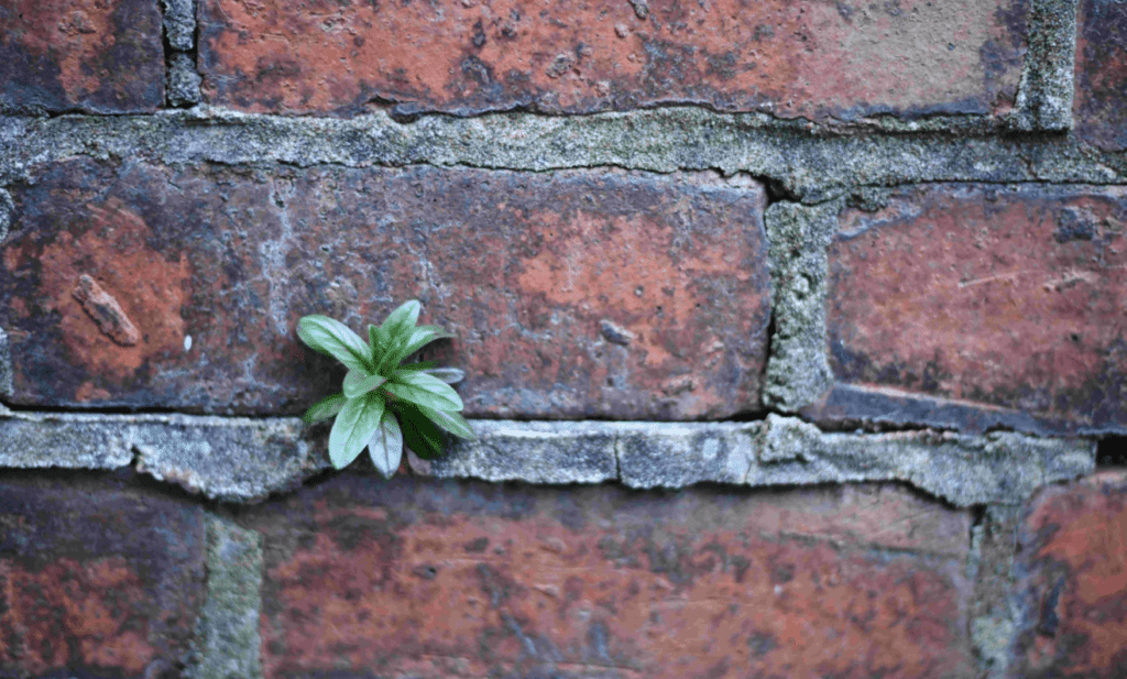 Stacked bricks with a plant coming through, signifying how important technical SEO is in forming the bedrock of every website. Read more to learn how to do a technical site audit after the Google update.